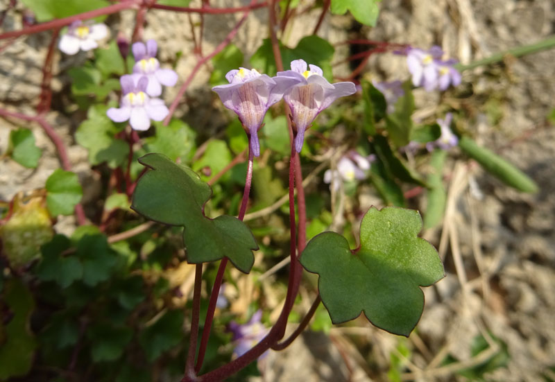 Cymbalaria muralis subsp. muralis - Plantaginaceae (Veronicaceae)